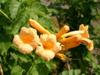 Amerikanische Klettertrompete 'Flava', 100-150 cm, Campsis radicans 'Flava', Containerware