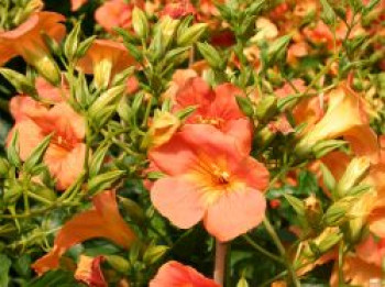 Trompetenblume grandiflora, 100-150 cm, Campsis grandiflora, Containerware