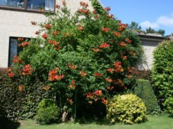 Amerikanische Klettertrompete (rot), 125-150 cm, Campsis radicans (rot), Containerware