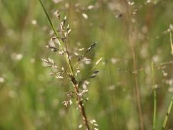 Tropfengras &#8218;Wisconsin&#8216;, Sporobolus heterolepis &#8218;Wisconsin&#8216;, Topfware