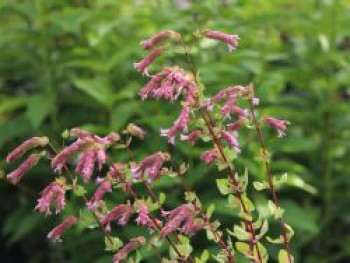 Türkischer Majoran 'Bristol Cross', Origanum amanum 'Bristol Cross', Topfware