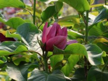 Tulpen-Magnolie &#8218;Emperor&#8216;, 40-60 cm, Magnolia x soulangiana &#8218;Emperor&#8216;, Containerware