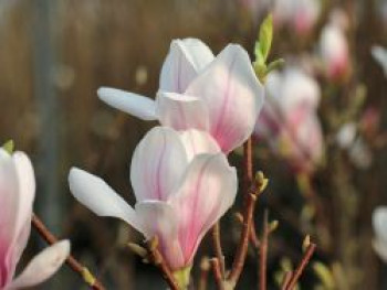 Tulpen-Magnolie &#8218;Kate Brook&#8216;, Stamm 150-160 cm, 180-220 cm, Magnolia x soulangeana &#8218;Kate Brook&#8216;, Containerware