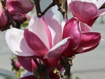 Tulpen-Magnolie 'March Till Frost', 60-80 cm, Magnolia x soulangiana 'March Till Frost', Containerware