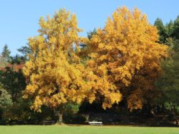 Tulpenbaum, 125-150 cm, Liriodendron tulipifera, Containerware