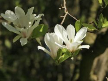 Tulpen-Magnolie &#8218;Alba Superba&#8216;, 100-125 cm, Magnolia x soulangiana &#8218;Alba Superba&#8216;, Containerware