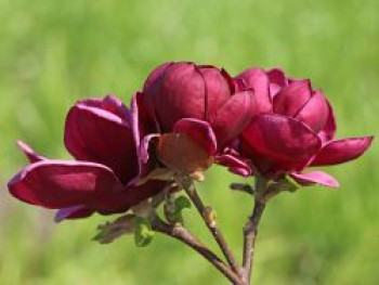 Tulpen-Magnolie 'Genie', 40-60 cm, Magnolia x soulangiana 'Genie', Containerware