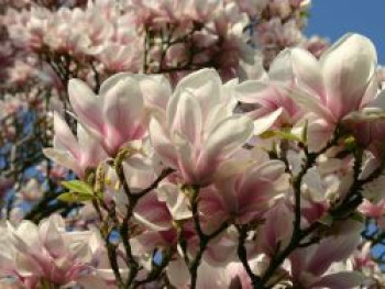 Tulpen-Magnolie, 100-125 cm, Magnolia x soulangiana, Containerware