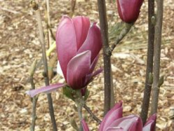 Tulpen-Magnolie &#8218;March Till Frost&#8216;, 40-60 cm, Magnolia x soulangiana &#8218;March Till Frost&#8216;, Containerware