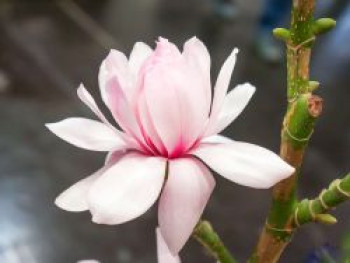 Tulpen-Magnolie 'Pink Beauty', 40-60 cm, Magnolia x soulangeana 'Pink Beauty', Containerware