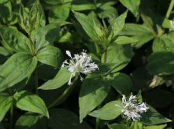 Turiner Meier / Turiner Meister, Asperula taurina, Topfware