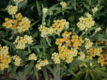 Turkestan Strohblume &#8218;Schwefellicht&#8216;, Helichrysum thianshanicum &#8218;Schwefellicht&#8216;, Topfware