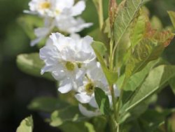 Turkestanische Prunkspiere, 60-80 cm, Exochorda korolkowii, Containerware