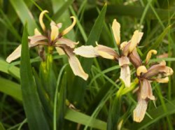 Übelriechende Schwertlilie / Gladwin / Gladdon, Iris foetidissima, Topfware