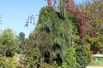 Überhängender Mammutbaum 'Pendulum', 60-80 cm, Sequoiadendron giganteum 'Pendulum', Containerware