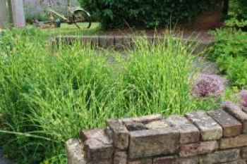 Überhängendes Zebra Chinaschilf &#8218;Zebrinus&#8216;, Miscanthus sinensis &#8218;Zebrinus&#8216;, Containerware