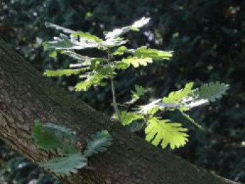 Ungarische Eiche, 15-30 cm, Quercus frainetto, Topfware