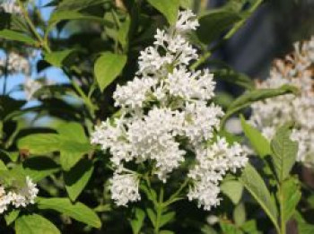 Ungarischer Flieder &#8218;Holger&#8216;, Stamm 60-80 cm, 80-100 cm, Syringa josikaea &#8218;Holger&#8216;, Stämmchen