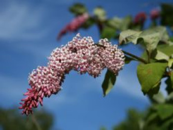 Ungarischer Flieder, 40-60 cm, Syringa josikaea, Containerware