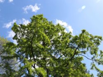 Urwelt-Mammutbaum / Chinesisches Rotholz, 100-125 cm, Metasequoia glyptostroboides, Containerware