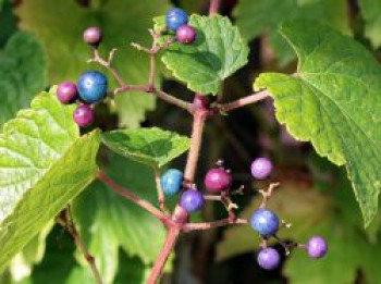 Ussuri-Scheinrebe, 60-100 cm, Ampelopsis brevipedunculata, Containerware
