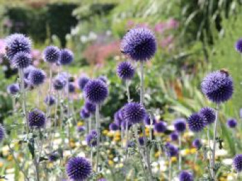 Veitchs-Kugeldistel &#8218;Veitchs Blue&#8216;, Echinops ritro &#8218;Veitchs Blue&#8216;, Topfware