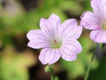 Veränderlicher Storchschnabel, Geranium versicolor, Topfware