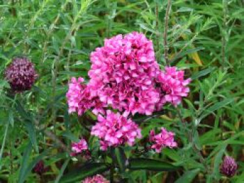 Veränderte Flammenblume 'Natural Feelings' ®, Phlox paniculata 'Natural Feelings' ®, Topfware