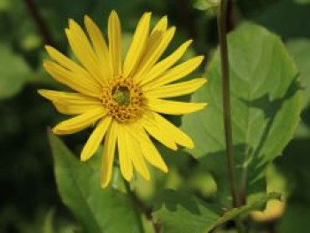 Verwachsenblättrige Becherpflanze, Silphium perfoliatum, Topfware