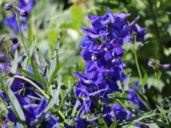 Verzweigter Rittersporn &#8218;Atlantis&#8216;, Delphinium x belladonna &#8218;Atlantis&#8216;, Topfware