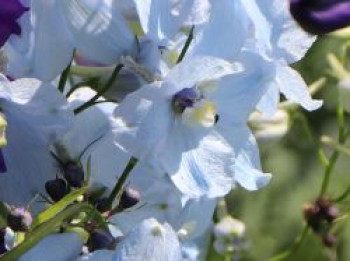 Verzweigter Rittersporn &#8218;Ballkleid&#8216;, Delphinium x belladonna &#8218;Ballkleid&#8216;, Topfware