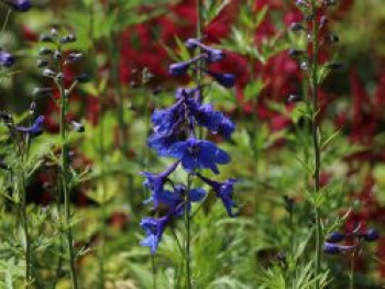 Verzweigter Rittersporn &#8218;Bellamosum&#8216;, Delphinium x belladonna &#8218;Bellamosum&#8216;, Topfware