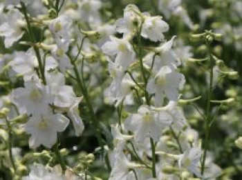 Verzweigter Rittersporn &#8218;Casa Blanca&#8216;, Delphinium x belladonna &#8218;Casa Blanca&#8216;, Topfware