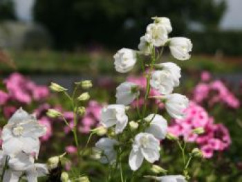 Verzweigter Rittersporn &#8218;Schneewittchen&#8216;, Delphinium x belladonna &#8218;Schneewittchen&#8216;, Topfware