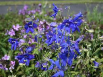 Verzweigter Rittersporn &#8218;Völkerfrieden&#8216;, Delphinium x belladonna &#8218;Völkerfrieden&#8216;, Topfware