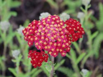 Vielblättrige Garbe 'Cassis', Achillea millefolium 'Cassis', Topfware