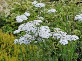 Vielblättrige Garbe 'White Beauty', Achillea millefolium 'White Beauty', Topfware