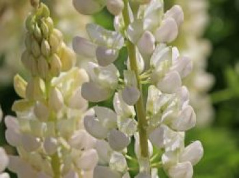 Vielblättrige Lupine &#8218;Camelot White&#8216; ®, Lupinus polyphyllus &#8218;Camelot White&#8216; ®, Topfware