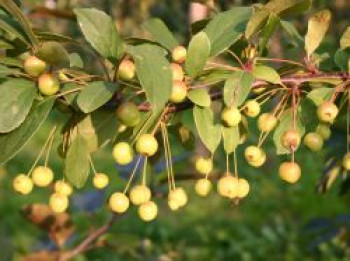 Vielblütiger Zierapfel floribunda, 60-100 cm, Malus floribunda, Containerware