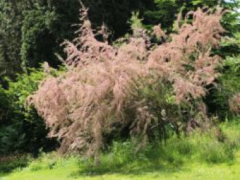 Viermännige Tamariske / Frühlingstamariske, 60-100 cm, Tamarix tetrandra, Containerware