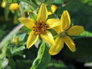 Virginia-Goldkörbchen, Chrysogonum virginianum, Containerware