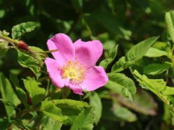 Virginianische Rose / Virginia-Rose, 40-60 cm, Rosa virginiana, Containerware