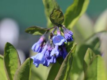 Virginisches Blauglöckchen, Mertensia virginica, Topfware