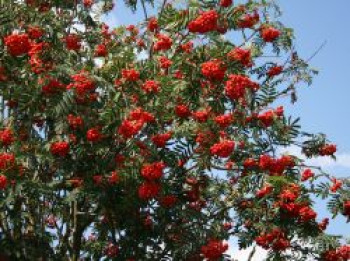 Vogelbeere / Eberesche, 125-150 cm, Sorbus aucuparia, Containerware