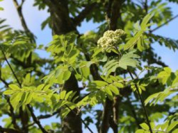 Vogelbeere / Eberesche &#8218;Fingerprint&#8216;, 40-60 cm, Sorbus aucuparia &#8218;Fingerprint&#8216;, Containerware