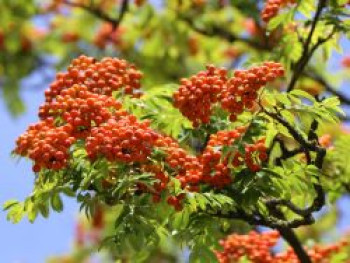 Vogelbeere / Eberesche &#8218;Rosina&#8216;, 100-125 cm, Sorbus aucuparia &#8218;Rosina&#8216;, Containerware