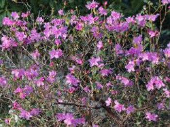 Vorfrühlings-Alpenrose 'Praecox', 25-30 cm, Rhododendron 'Praecox', Containerware