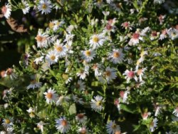 Waagerechte Aster &#8218;Chloe&#8216;, Aster lateriflorus &#8218;Chloe&#8216;, Topfware