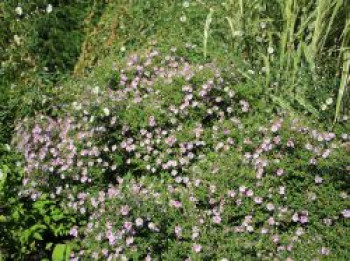 Waagerechte Aster &#8218;Coombe Fishacre&#8216;, Aster lateriflorus var. horizontalis &#8218;Coombe Fishacre&#8216;, Topfware