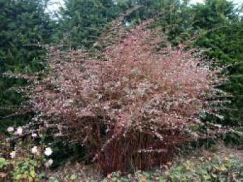 Waagerechte Aster &#8218;Lady in Black&#8216;, Aster lateriflorus var. horizontalis &#8218;Lady in Black&#8216;, Topfware